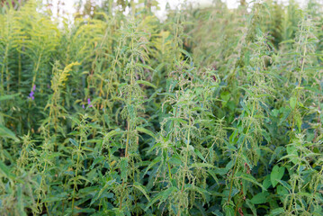 Obraz premium Nettles in the garden. Nettle is a medicinal plant that is used as a bleeding, diuretic, antipyretic, wound healing, antirheumatic agent. 