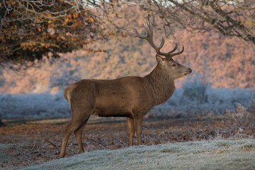 Portrait of a Deer stag
