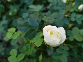 White delicate rose among the green leaves