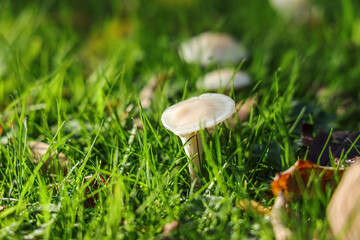 Cuphophyllus virgineus is a species of agaric (gilled mushroom) in the family Hygrophoraceae. Its recommended English common name is snowy waxcap in the UK.
