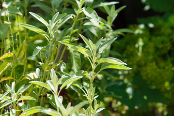 Sage is a plant in the garden. Spice. Green textured leaves of the plant.	