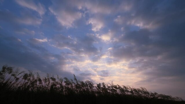The reeds swayed in the wind at sunset. Moving white clouds. Cape of Good Hope, Houlong Town, Miaoli County, Taiwan