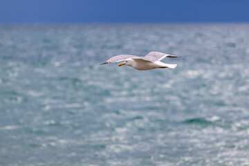 Soaring gull