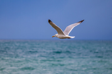 flying gull