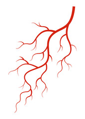 Human veins. Red silhouette vessel, arteries or capillaries on white background. Concept anatomy element for medical science. isolated symbol of blood system