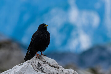 Famous Tre Cime di Lavaredo at summer time. Landscape of Alps Mountains. Dolomites, Alps, Italy, Europe (Drei Zinnen). Bird on the rock.