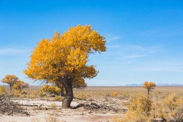 Turanga or poplar variegated in Altyn Emel National Park. Atumn in Kazakhstan