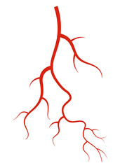Human veins. Red silhouette vessel, arteries or capillaries on white background. Concept anatomy element for medical science. isolated symbol of blood system