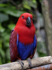 Conservation of wild animals from nature that are endangered due to global warming and environmental pollution, exotic animals, animal parks in zoos