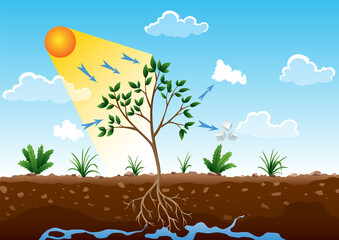 Photosynthesis process. Tree produce oxygen using rain and sun. Diagram showing process of photosynthesis in plant. Colorful biology scheme for education in flat style - obrazy, fototapety, plakaty