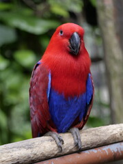 Conservation of wild animals from nature that are endangered due to global warming and environmental pollution, exotic animals, animal parks in zoos