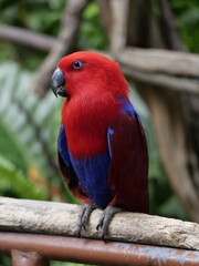 Conservation of wild animals from nature that are endangered due to global warming and environmental pollution, exotic animals, animal parks in zoos