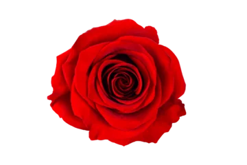 Foto op Aluminium rose isolated from background, top view, for design © Nikolay