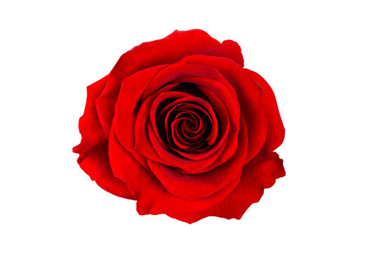 rose isolated from background, top view, for design