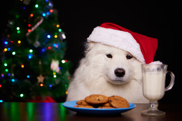 A happy dog in a red Santa Claus hat on a Christmas background. A dog looks at freshly baked cookies for Christmas. The concept of New Year holidays. Merry Christmas mood. Happy New Year.