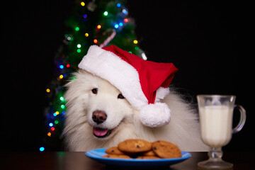 A dog in a red Santa Claus hat looks at freshly baked cookies for Christmas. The concept of New Year holidays. Merry Christmas mood. Happy New Year.