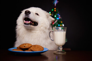 Merry Christmas. Cute dog eats freshly baked cookies for Christmas. The concept of New Year holidays. Merry Christmas mood. Happy New Year.