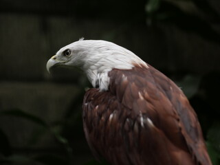 Obraz premium Conservation of wild animals from nature that are endangered due to global warming and environmental pollution, exotic animals, animal parks in zoos