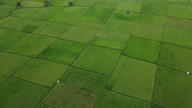 Top Down Aerial View of Green Rice Paddy Fields Pattern in Abstract Grid Layout