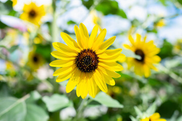 Wild field with blooming yellow flowers