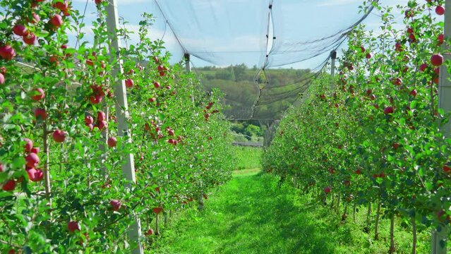 Bright green aisle between rows of apple trees with ripe fruits on branches on crown flat spindle plantation covered with protective net