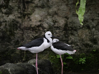 Conservation of wild animals from nature that are endangered due to global warming and environmental pollution, exotic animals, animal parks in zoos