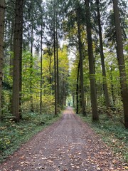 Obraz premium wald, natur, baum, bahn, baum, road, holz, green, föhre, landschaft, holz, park, herbst, frühling, pflanze, jahreszeit, bäuerlich, sommer, laub, way, ausserhalb, blatt, gras, pfad, bürgersteig