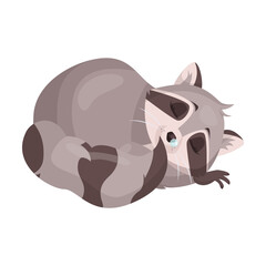 Cute raccoon character sleeps covered by tail. Vector illustration of small wild forest animal isolated on white. Woodland, nature, mascot concept