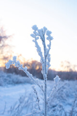 ice crystals on plants in winter