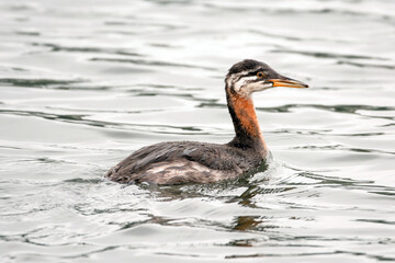 Red-becked grebe swimming in water