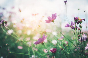 Cosmos flower blossom in garden..