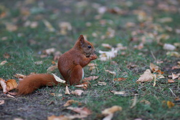 Squirrel eating nut in the park