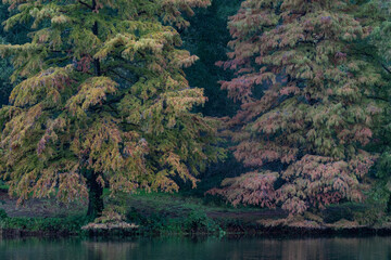 Two bald cypress trees next to a lake.