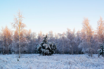 frozen trees and pine in the forest in winter