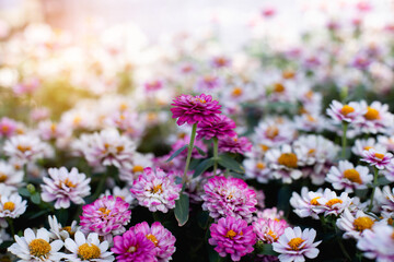 Multi-colored flower wall background