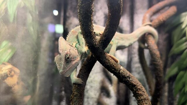 Green cute chameleon sitting on a branch in a terrarium