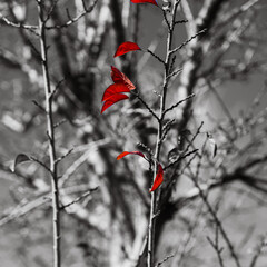 Red Leaf