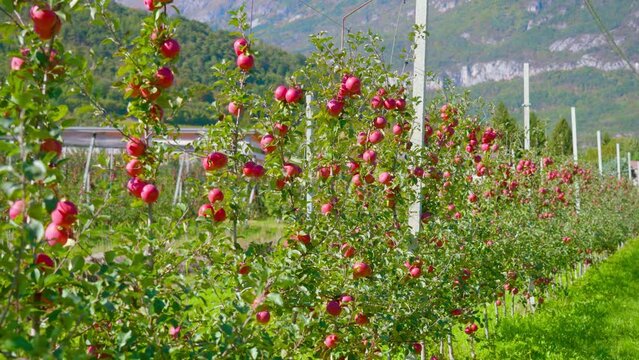 Ripe juicy red apples grow on tree branches fixed on iron wires in crown flat spindle garden against mountains in countryside arc shot