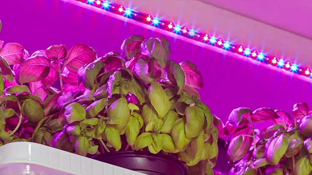 Purple LED lighting used to grow basil inside a warehouse without the need of sunlight
