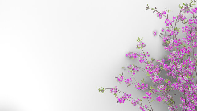 christmas and lavender flower transparent background pink flowers on a white background