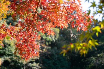 Close up Of Maple Tree leaves During Autumn with color change on leaf in orange yellow and red, falling natural background texture autumn concept