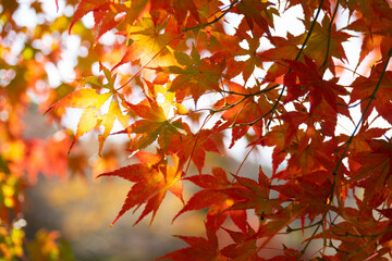 Close up Of Maple Tree leaves During Autumn with color change on leaf in orange yellow and red, falling natural background texture autumn concept