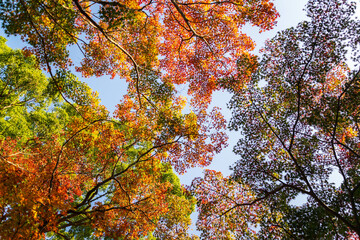 Close up Of Maple Tree leaves During Autumn with color change on leaf in orange yellow and red, falling natural background texture autumn concept