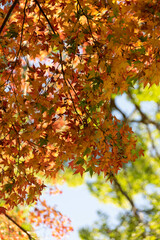 Close up Of Maple Tree leaves During Autumn with color change on leaf in orange yellow and red, falling natural background texture autumn concept