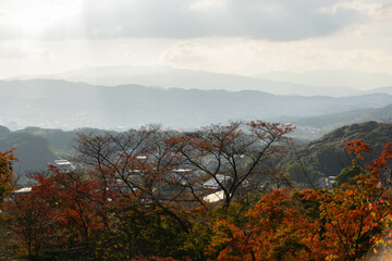 landscape view of maple tree forest in autumn fall season while maple leaves change to red,orange and background of mountain range under sunshine daytime
