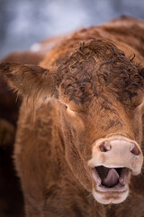 Closeup of a funny brown cow yaws with wide open mouth, tongue sticks out, in Germany