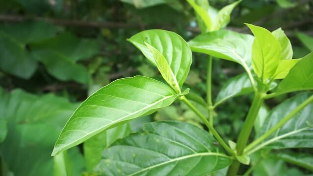 Noni plant ''mengkudu'' which has thick and wide leaves grows in the tropical climate of Indonesia. Plants that have many medicinal properties