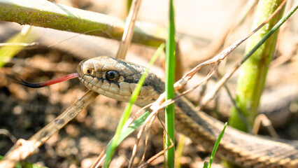 Garter snake head closeup