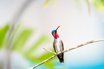 Tropical hummingbird with ruby throat perched with a light pastel colored background.