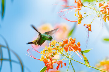  Copper-rumped hummingbird feeding on tropical orange flowers in the blue sky with vibrant colors.